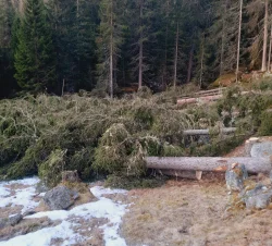 holzschlaegerungsarbeiten_17_04_2026_hpv.jpg