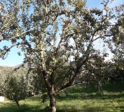 kleiner_steinpepping_baum_3_c_initiative_baumgart_manfred_hofer.jpg
