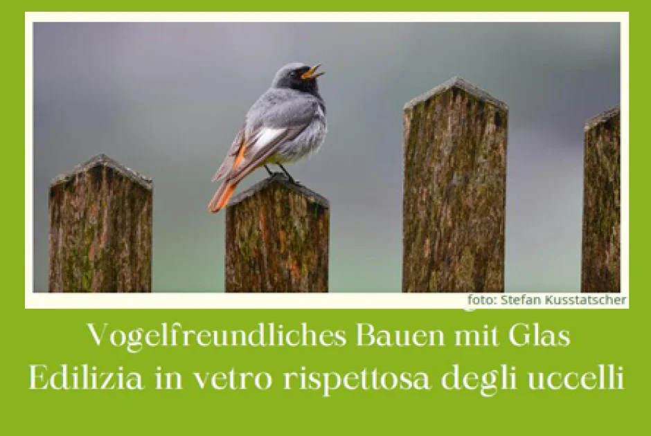 onlinevogel_1.jpg
